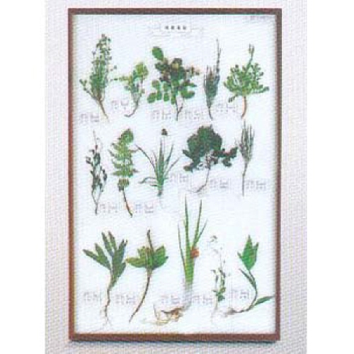 식물표본 15종