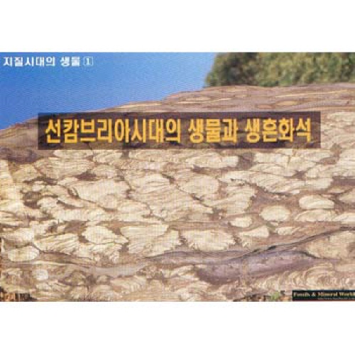 선캄브리아시대의생물과생혼화석