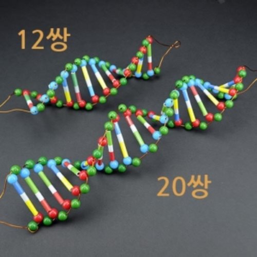 두루마리 DNA-12쌍 [4인용]
