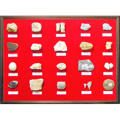 화석 액자I(선캄프리아대와 고생대)