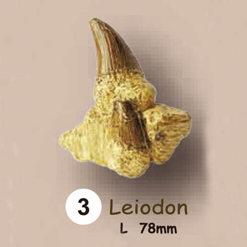 동물.공룡이빨화석발굴 - 레이오돈 Leiodon [TF3]