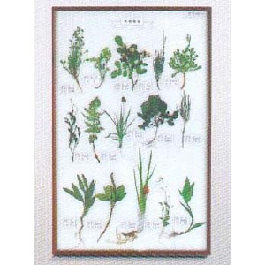 식물표본 15종