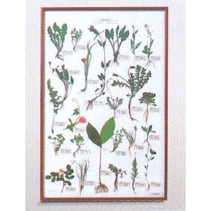 식물표본 25종