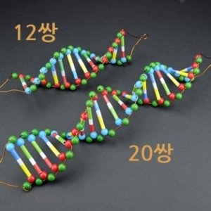 두루마리 DNA-12쌍 [4인용]