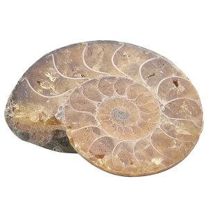 암모나이트 화석 [2개]