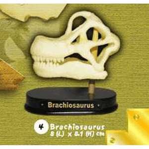 공룡 브라키오사우루스 두개골 화석발굴(소) DSS4