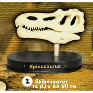 공룡 스피노사우루스 두개골 화석발굴(중) DSM2