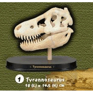 공룡 티라노사우루스 두개골 화석발굴(대) DSL1