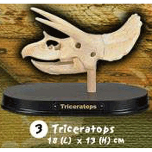 공룡 트리케라톱스 두개골 화석발굴(대) DSL3