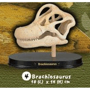 공룡 브라키오사우루스 두개골 화석발굴(대) DSL4