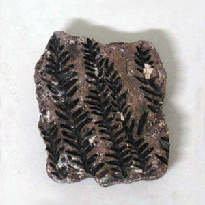 식물화석발굴 - 시길라리아 Sigillaria [PF1]