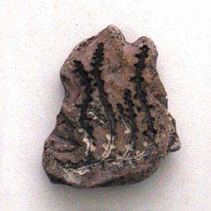 식물화석발굴 - 스페노필룸 Sphenophylum [PF3]