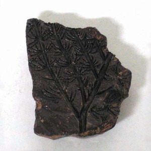 식물화석발굴 - 아스테로필리테스 Asterophyllites [PF5]