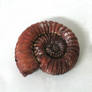 바다생물화석발굴(패류화석발굴) - 암모나이트 Ammonite [SL1]