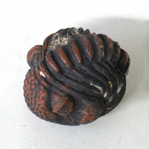 바다생물화석발굴(패류화석발굴) - 삼엽충 Triloite [SL4]