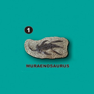 선사시대화석발굴 - 무라에노사우루스 Muraenosaurus [SA1]