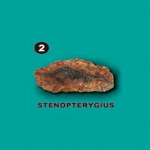 선사시대화석발굴 - 스테노프테리기우스 Stenopterygius [SA2]