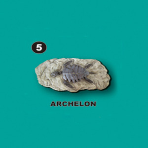 선사시대화석발굴 - 아르켈론 Archelon [SA5]