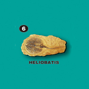 선사시대화석발굴 - 헬리오바티스 Heliobatis [SA6]
