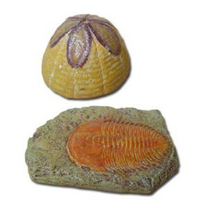 Hardouinia&amp;삼엽충 화석 [FS3]