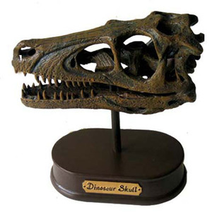 공룡두개골발굴(특대형) - 벨로시랩터[DHS2]