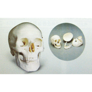 두개골모형(기본형)