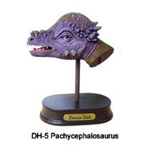공룡 두상 발굴 체험 키트- 파키케팔로사우루스(DH5)