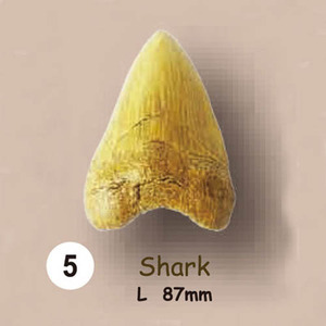 동물.공룡이빨화석발굴 - 상어 Shark [TF5]