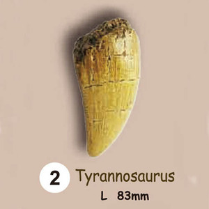 동물.공룡이빨화석발굴 - 티라노사우루스 Tyrannosaurus [TF2]