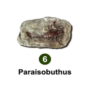 곤충화석발굴 - 고대전갈 paraisobuthus [IF6]