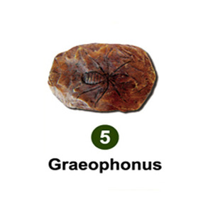 곤충화석발굴 - 고대거미 Graeophonus [IF5]