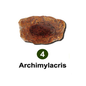 곤충화석발굴 - 고대바퀴벌레 Archimylacris [IF4]