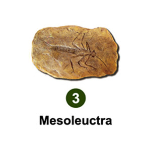 곤충화석발굴 - 고대모기 Mesoleuctra [IF3]