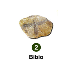 곤충화석발굴 - 고대털파리 Bibio [IF2]