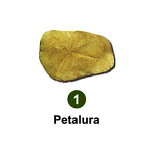 곤충화석발굴 - 고대잠자리 Petalura [IF1]