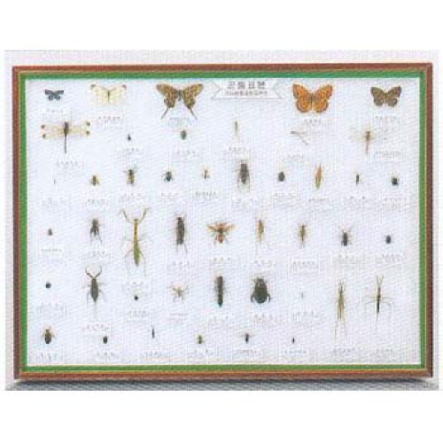 곤충표본 45종