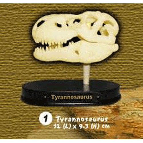 공룡 티라노사우루스 두개골 화석발굴(중) DSM1