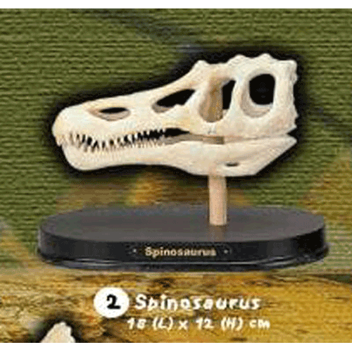 공룡 스피노사우루스 두개골 화석발굴(대) DSL2