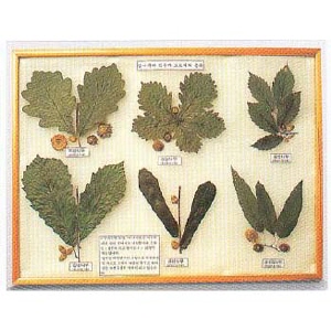 참나무과 식물과 도토리의 종류