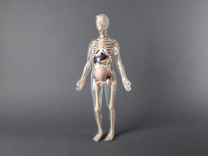 인체골격+인체해부모형 키트