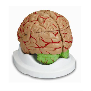 뇌 모형[GD  0303A]