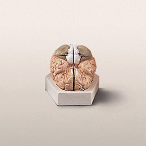 뇌의구조모형(기본형)C형