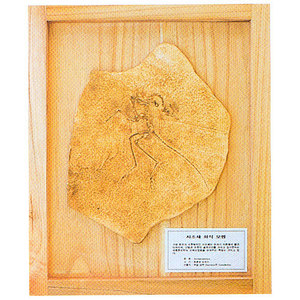 시조새 화석 모형