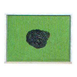 운석 표본(몰다바이트)(Moldavite)