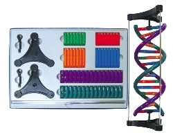 DNA조립모형